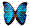 Butterfly 2007 - Morpho Geocoin